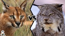 Who Would Win a Fight Between a Caracal and a Lynx?