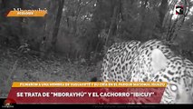 Filmaron a una hembra de yaguareté y su cría en el Parque Nacional Iguazú