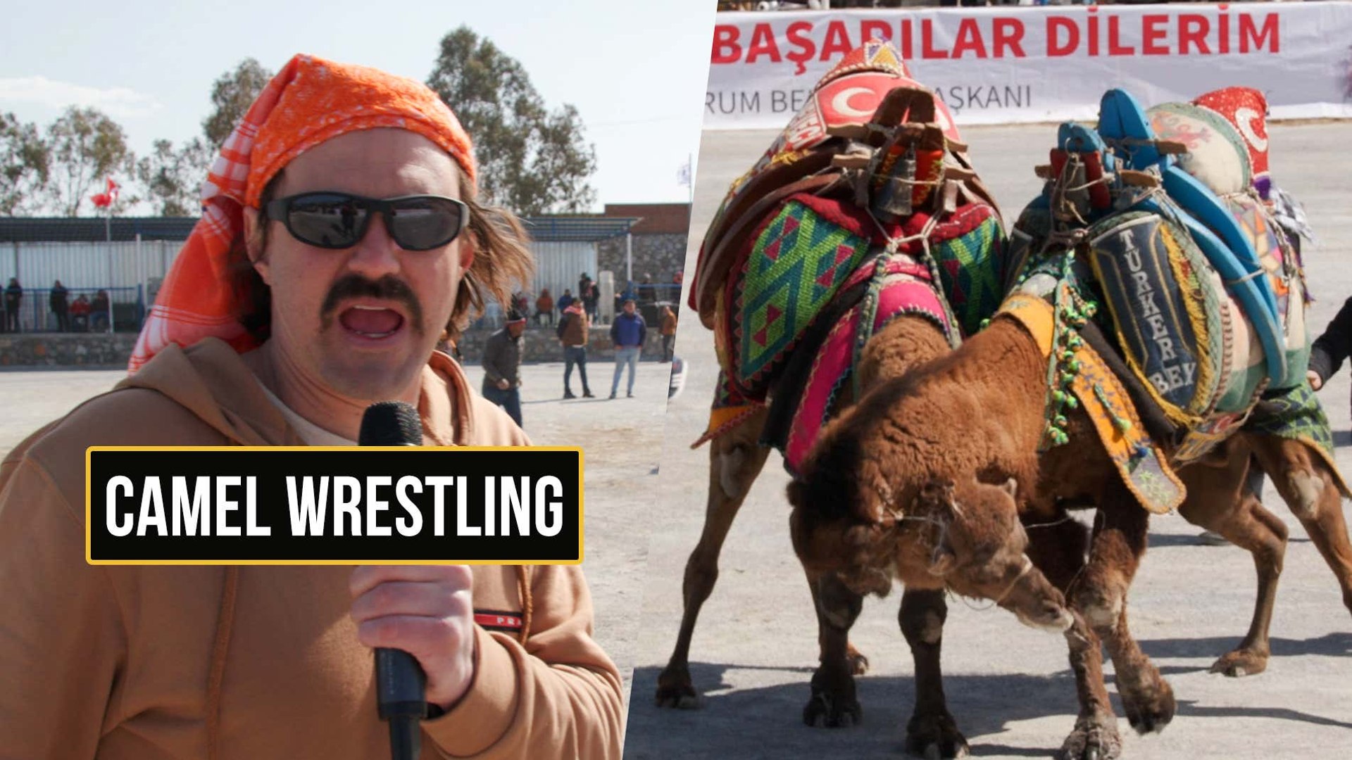 ⁣I GOT BUCKLED AT A CAMEL WRESTLING FESTIVAL