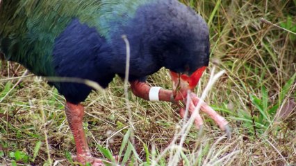 Keas – New Zealand’s Witty Daredevils   Free Documentary Nature