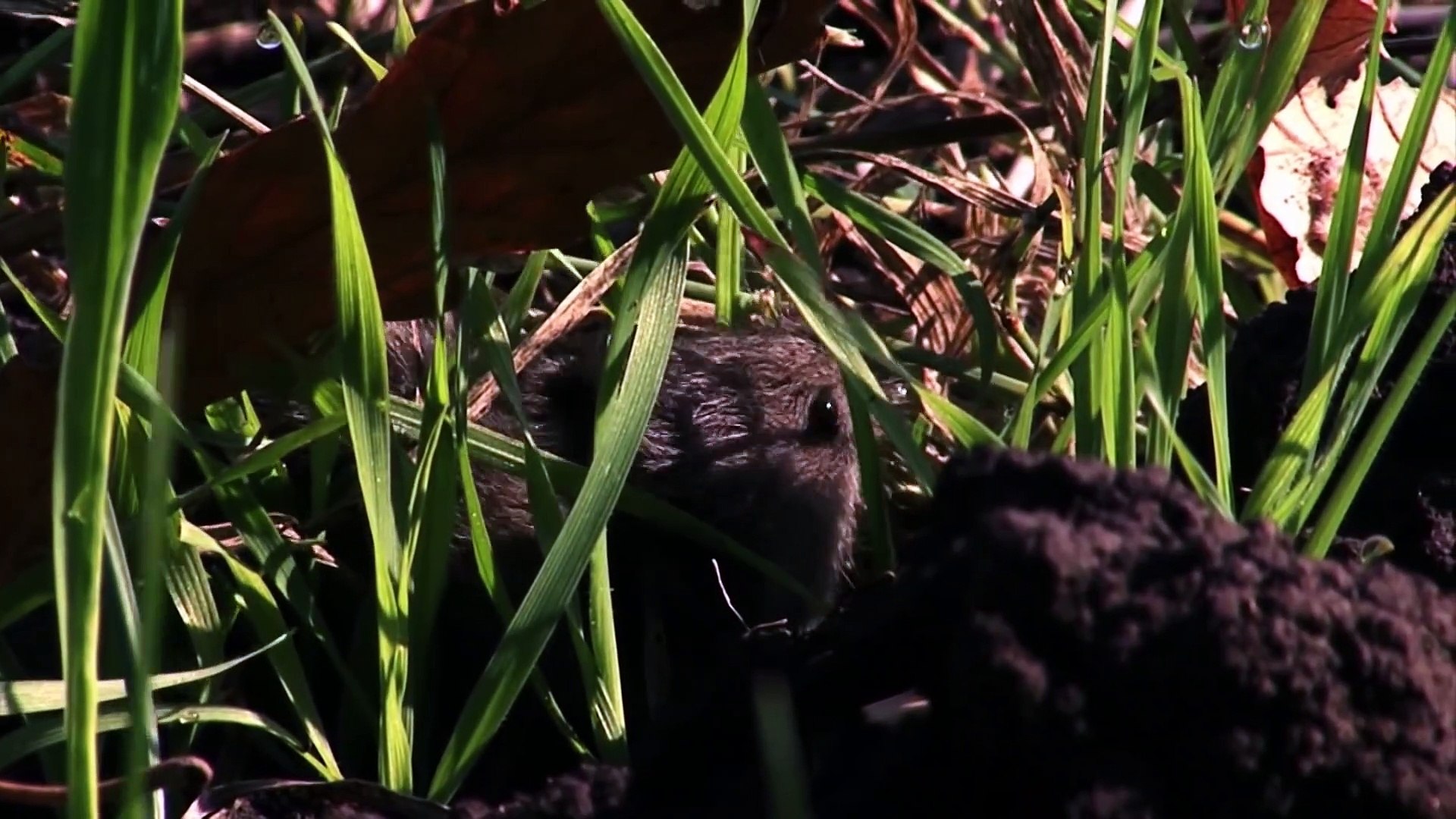 ⁣Predators After Dark   Race of Life   Episode 13   Free Documentary Nature