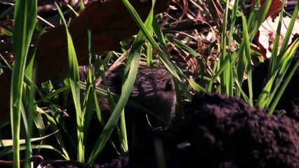 Predators After Dark   Race of Life   Episode 13   Free Documentary Nature