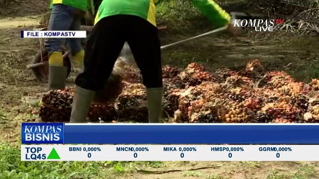 APKASINDO Protes Larangan Ekspor Buat Harga Sawit Petani Anjlok hingga 70 Persen!