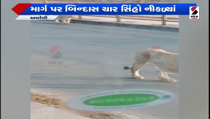 Amreli- Rajula ના પીપાવાવ પોર્ટના માર્ગ પર ચાર સિંહોની લટાર