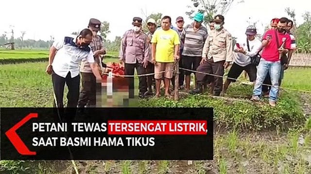 Tersengat Listrik, Petani Tewas Saat Basmi Hama Tikus