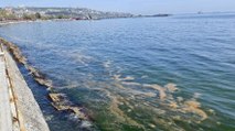 Prof. Dr. Tecer: Marmara Denizi'nde yeniden görülen müsilaj dibe çökenler