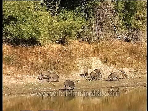 Herd of Indian Wild Boar grazing by a waterhole in Bandhavgarh National Park