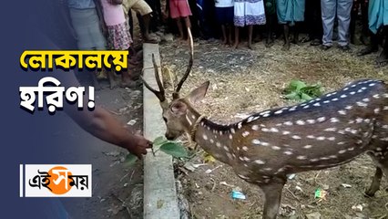 লোকালয়ে দেখা মিলল হরিণের