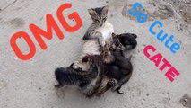 Mather Cats Feeding Baby So Cute
