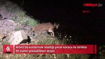 Kurtarmak istediği yaralı karaca ile 10 metre yükseklikten düştü!