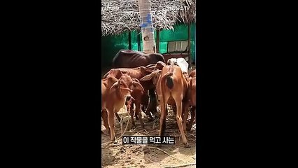 [세로뉴스] 기후변화의 경고…'꿀벌 실종 사건' 무시하면 안되는 이유