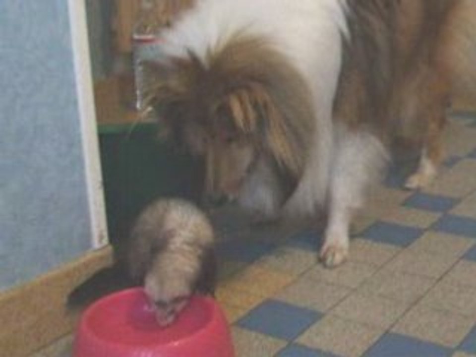 Matinee paisible pour mes 3 poilus