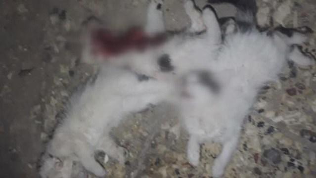 4 YAVRU KEDİ, BOĞAZLARI VE KARINLARI KESİLMİŞ OLARAK BULUNDU