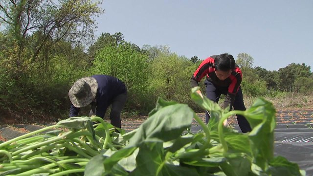 [녹색] 고구마 병해 걱정 끝...'무병묘' 보급 확대 / YTN