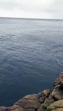 Killer whales frolic near South Coast beach - April 2022 - Illawarra Mercury