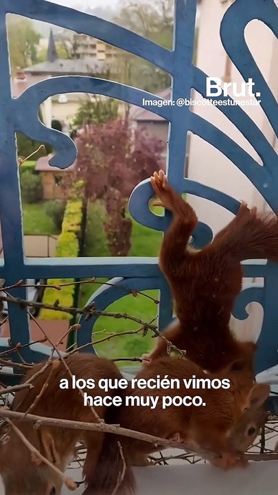Una familia de ardillas se mudó a su ventana