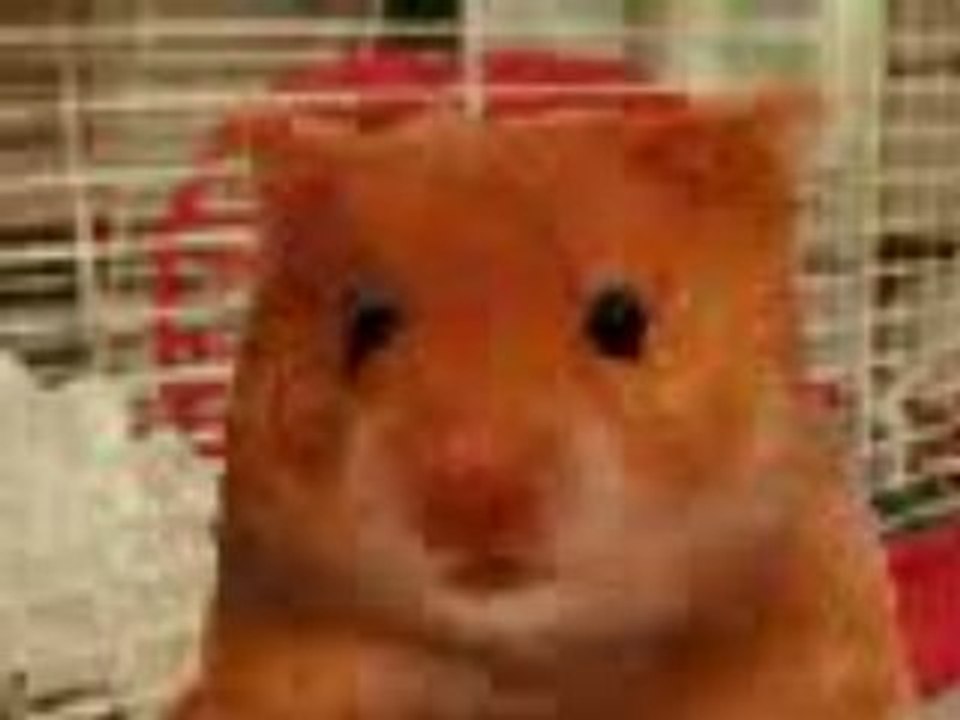 Hamster