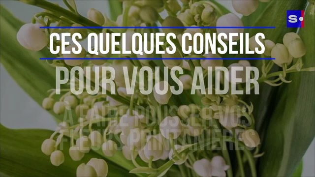 Jardinage : ces quelques conseils pour vous aider à faire pousser vos fleurs printanières
