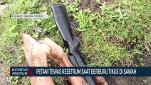 Petani Tewas Kesetrum Saat Berburu Tikus Di Sawah