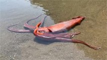 Un calmar géant retrouvé vivant sur une plage au Japon