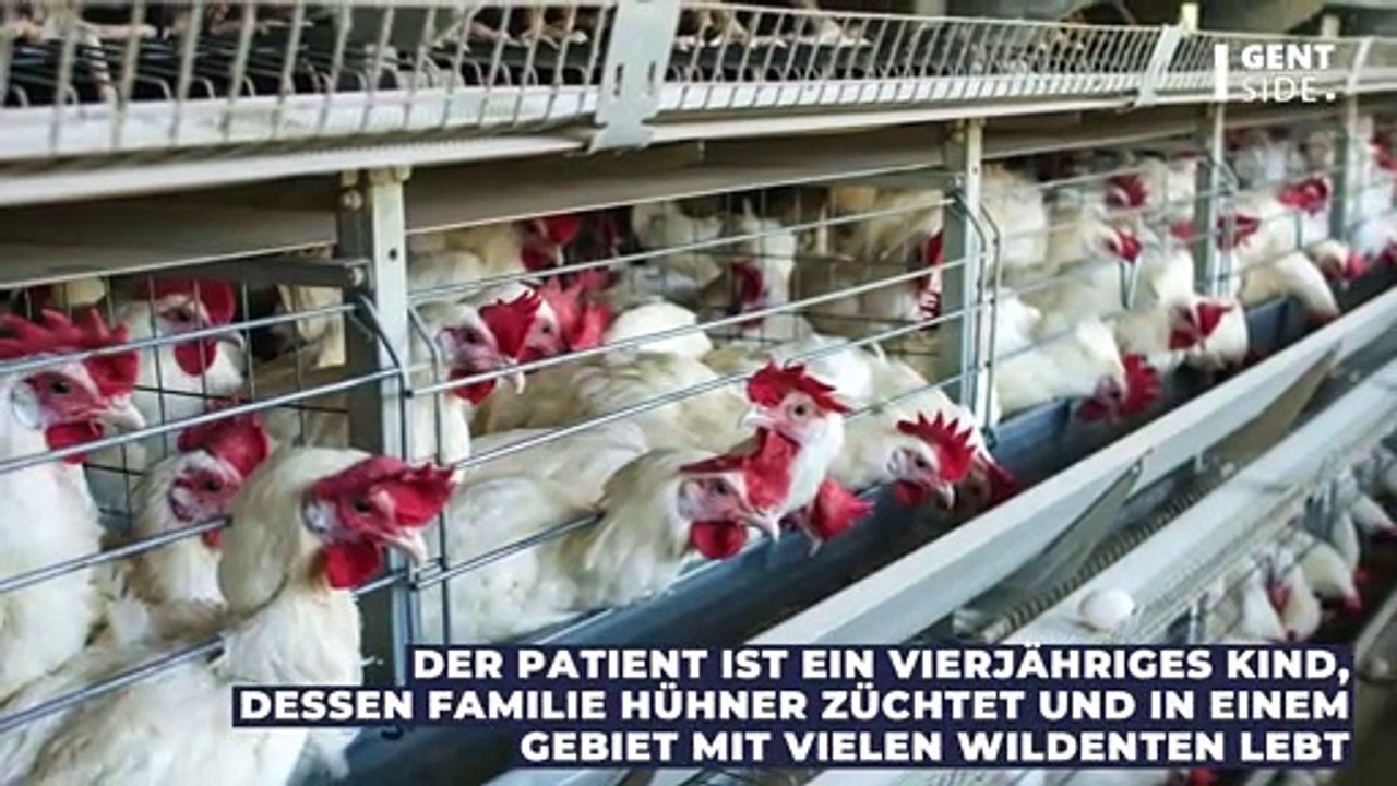 Vogelgrippe H3N8 wurde in China zum ersten Mal bei Menschen nachgewiesen