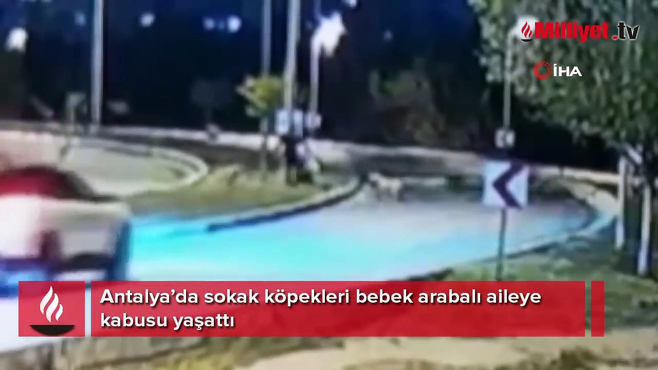 Sokak köpekleri bebek arabalı aileye kabusu yaşattı