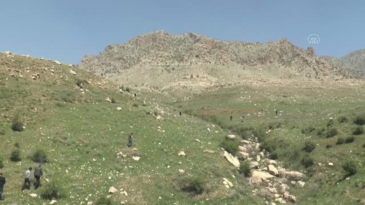 Şırnak'ta soğanı toprakta kalması şartıyla toplanan "yılan yastığı" ihraç ediliyor