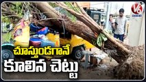 Tree Collapsed Due To Heavy Winds In Jagtial | V6 News