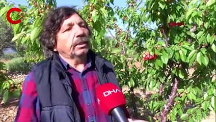 Manisa'da sezonun ilk kirazı 700 TL'den satıldı