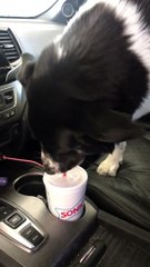 Thirsty Dog Goes Straight for the Source