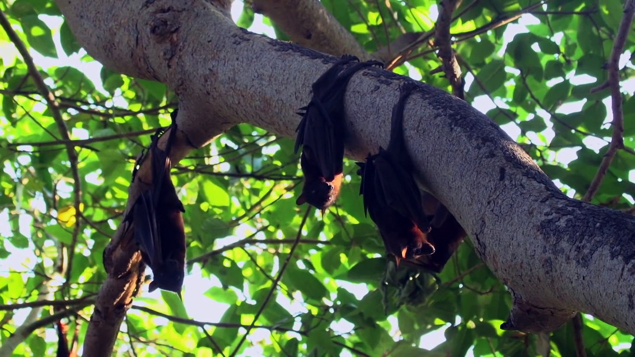 Survive the Wild   Episode 3 Cunning Copulation   Free Documentary Nature