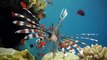 Underwater Predators   Race of Life   Episode 10   Free Documentary Nature