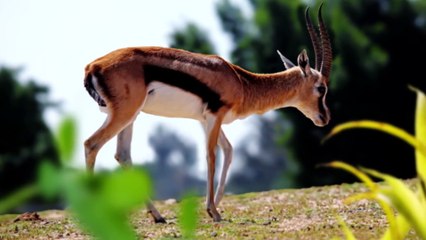 Run Like the Wind   Race of Life   Episode 6   Free Documentary Nature