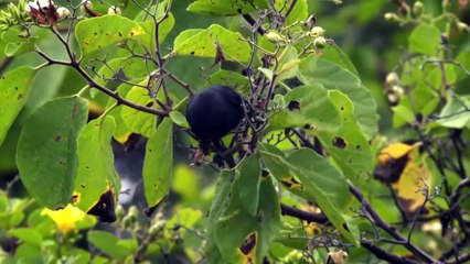 Wild Galapagos   Part 1   In the Grip of the Ocean   Free Documentary Nature