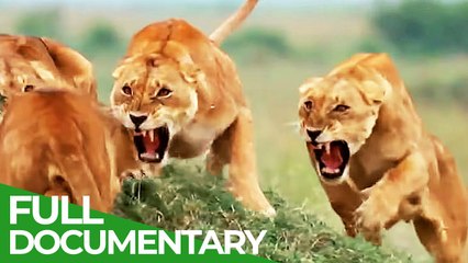 Free Documentary Nature Survive the Wild Episode 1 Rules of the Realm