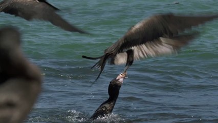 Free Documentary Nature: Wild Galapagos Part 2: Trapped in Paradise