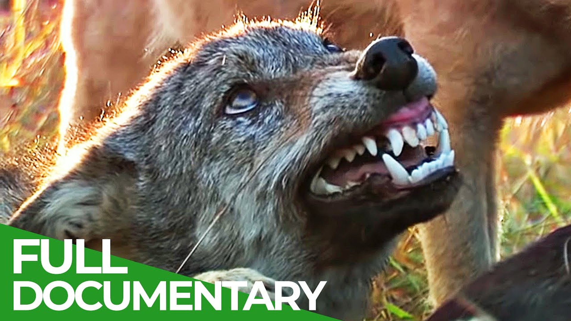 ⁣Wild Slovakia - In the Carpathian Mountains' Wilderness Nature Documentary for Free