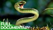 Free Documentary Nature Reptiles Race of Life Episode 8