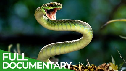 Free Documentary Nature Reptiles Race of Life Episode 8