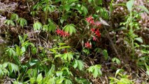 Great Smoky Mountains - A Fairytale World from Once Upon A Time   Free Documentary Nature