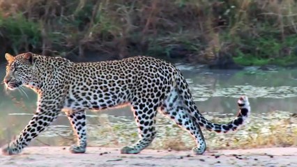 The Big Cats   Race of Life   Episode 2   Free Documentary Nature