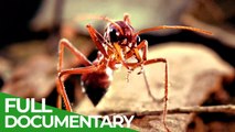 Free Documentary Nature Micro Predators Wild Ones Episode 12