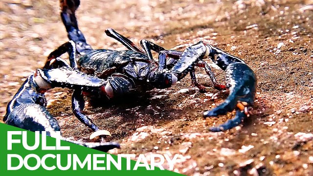 Episode 3 of The Great Desert Race Race of Life is a free documentary about nature.