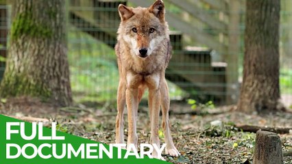 Free Documentary Nature - Dogs - How the Wolf Became Man's Best Friend