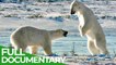 Fighting for Endangered Species: Wildlife Moments Nature Documentary for Free