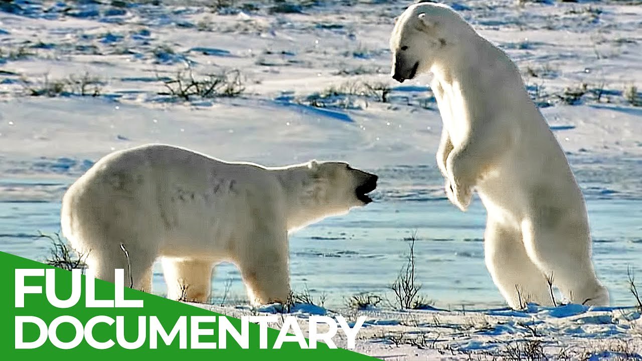Fighting for Endangered Species: Wildlife Moments Nature Documentary for  Free - video Dailymotion