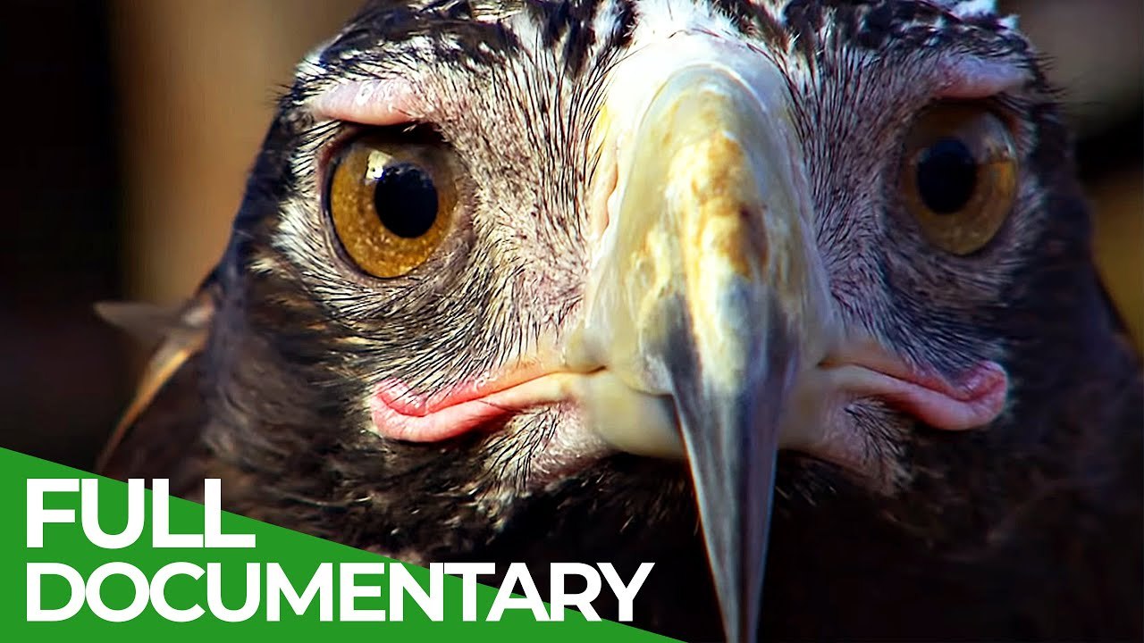 Free Documentary Nature Masters of the Sky Wild Ones Episode 7