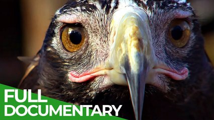 Free Documentary Nature Masters of the Sky Wild Ones Episode 7