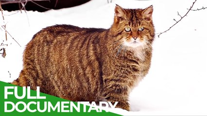 Part 2 of Secrets of the Woods: An Incredible Journey is a free documentary about nature.