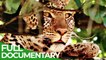 Free Documentary Nature Perfect Camouflage Wild Ones Episode 9